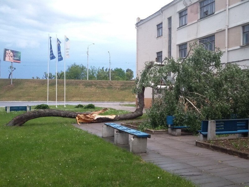 Ползучая берёза — чудо природы завода Куйбышева